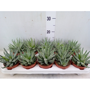 Aloe humilis