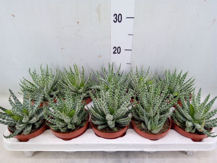 <h4>Aloe humilis</h4>