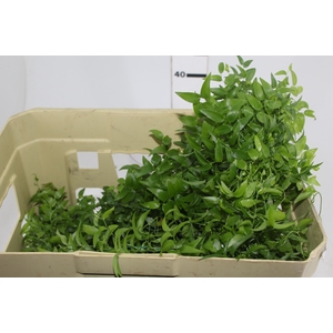 FOLHAGEM ASPARGO SMILAX