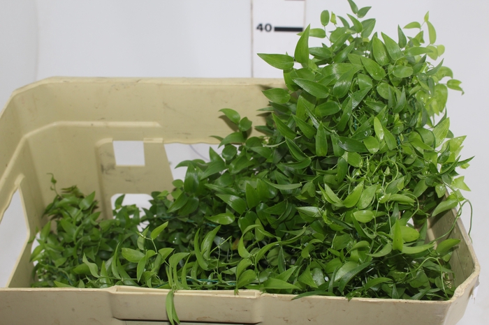 <h4>FOLHAGEM ASPARGO SMILAX</h4>