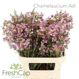 Chamelaucium Adi