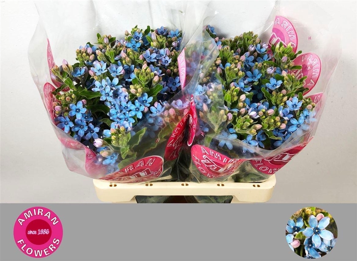 <h4>OXY CO TAN PURE BLU</h4>