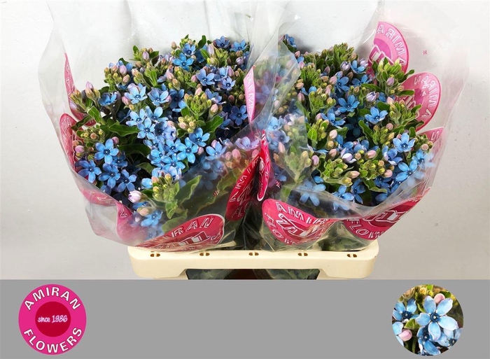 <h4>OXY CO TAN PURE BLU</h4>