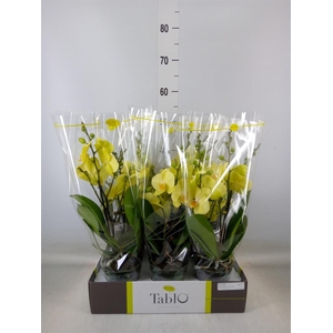 Phalaenopsis   ...yellow