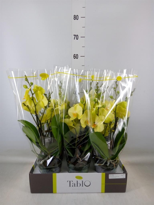 <h4>Phalaenopsis   ...yellow</h4>