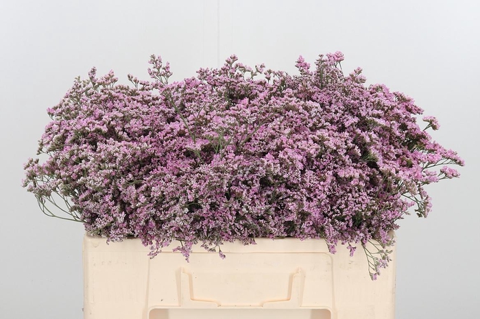 <h4>Lim Saf Oshi Pink</h4>