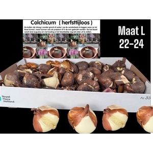 arr8 Colchicum Giant