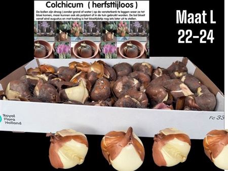 <h4>arr8 Colchicum Giant</h4>