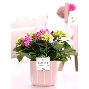 Hydrangea pink in P&PURE Fleur ceramics pink
