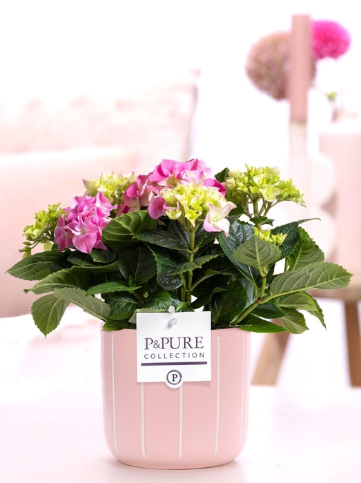 <h4>Hydrangea pink in P&PURE Fleur ceramics pink</h4>