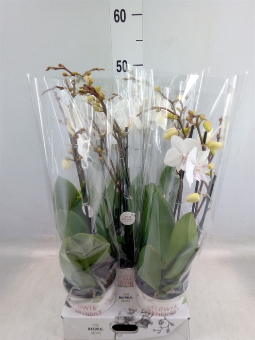 <h4>Phalaenopsis   ...white</h4>