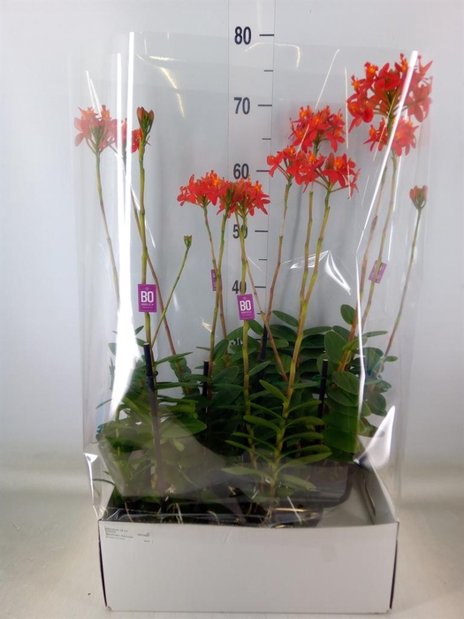 <h4>Epidendrum   ...</h4>