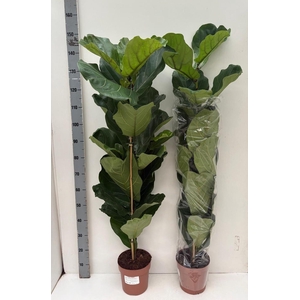 FICUS LYRATA