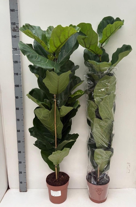 <h4>FICUS LYRATA</h4>