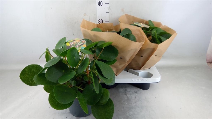 <h4>Pilea peperomioides</h4>