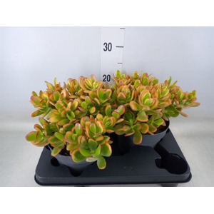 Crassula ovata 'Sunset'
