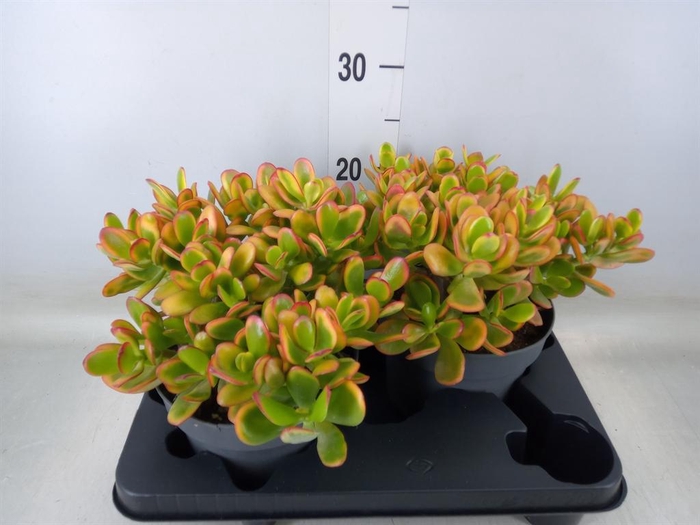 <h4>Crassula ovata 'Sunset'</h4>