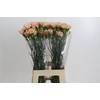 Dianthus St Honey