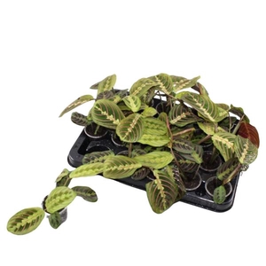 Maranta leuconeura 'Fascinator' 