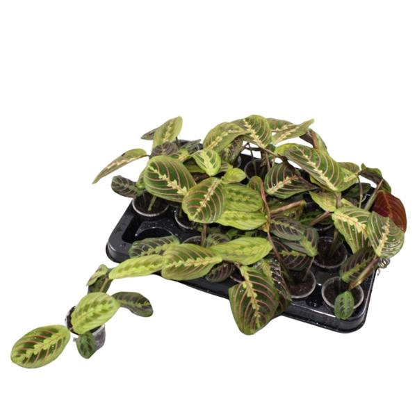 <h4>Maranta leuconeura 'Fascinator' </h4>