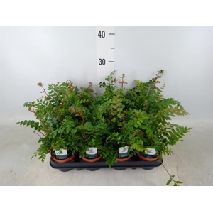 Didymochlaena truncatula