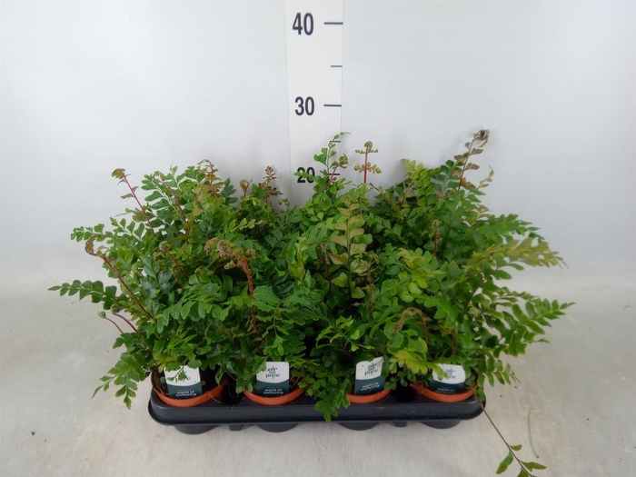 <h4>Didymochlaena truncatula</h4>