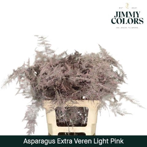 Aspa extra veren Soft pink