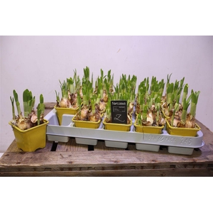 arr8 Narc O Tete A Tete