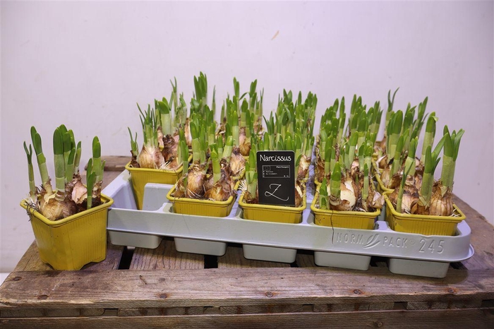 <h4>arr8 Narc O Tete A Tete</h4>