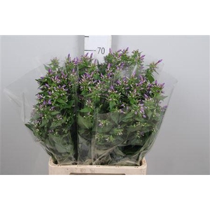 Phlox panic. 'Crissy'