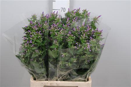 <h4>Phlox panic. 'Crissy'</h4>