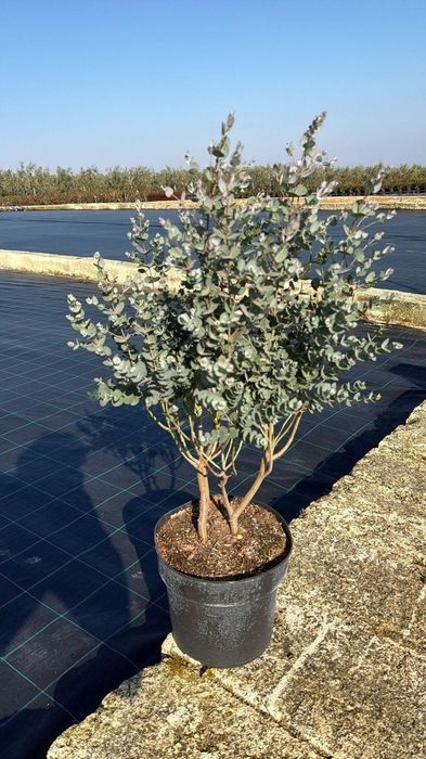 <h4>EUCAL GU AZURA</h4>