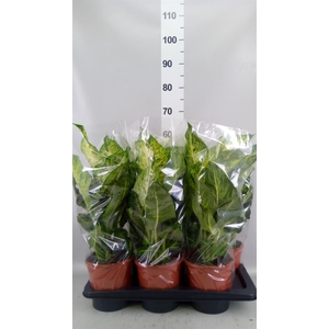 Dieffenbachia 'Mars'