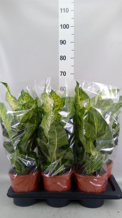 <h4>Dieffenbachia 'Mars'</h4>