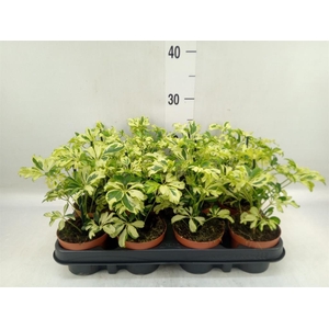 Schefflera arbor. 'Janine'