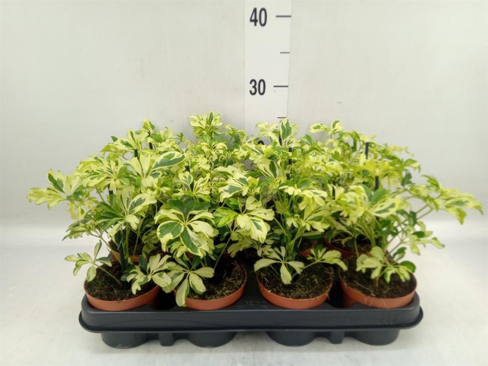 <h4>Schefflera arbor. 'Janine'</h4>