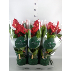 Anthurium andr. 'Melodia'