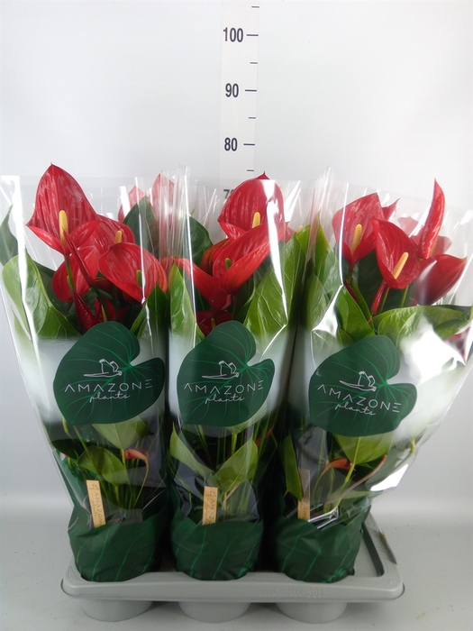 <h4>Anthurium andr. 'Melodia'</h4>