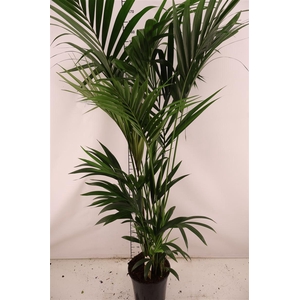 Howea 27 Cm. P. Forsteriana 10 Stek 200 Cm. Hoog