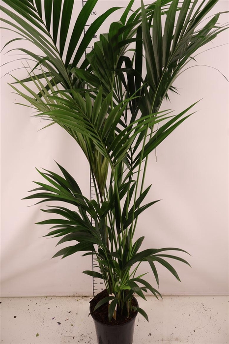 <h4>Howea 27 Cm. P. Forsteriana 10 Stek 200 Cm. Hoog</h4>