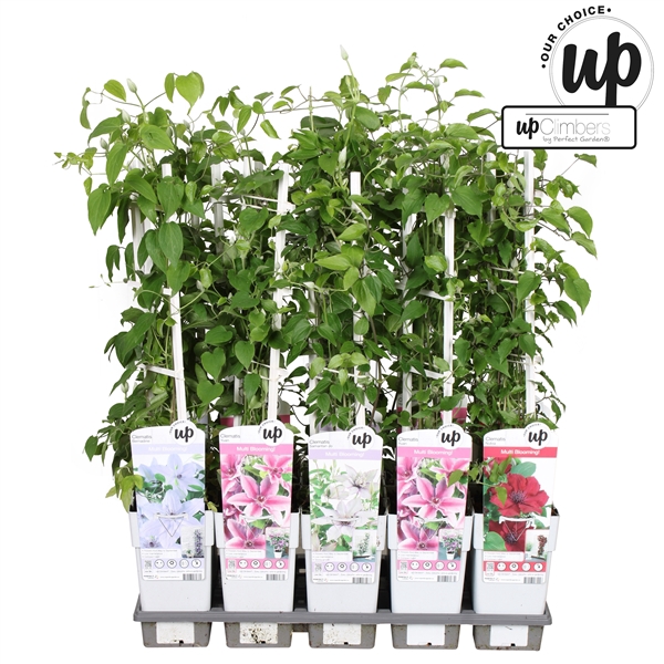 <h4>Clematis Evison Our Choice mix tray P15</h4>
