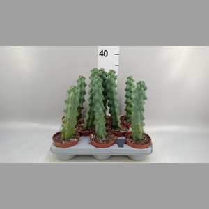 Cereus   ...