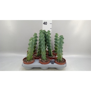Cereus   ...