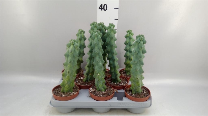 <h4>Cereus   ...</h4>