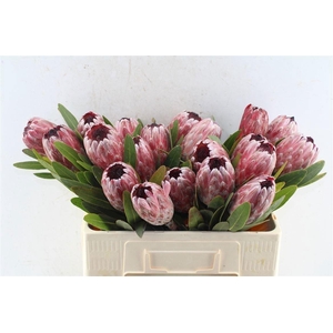 Protea Pink Ice