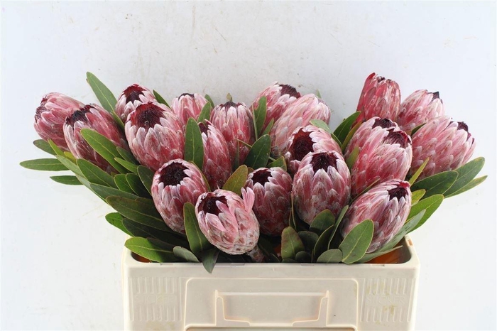 <h4>Protea Pink Ice</h4>