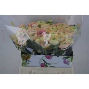 Ran Cloni Ex Touareg Pastel