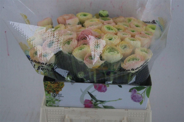 <h4>Ran Cloni Ex Touareg Pastel</h4>