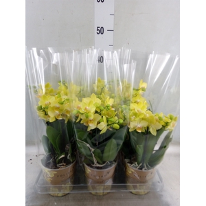 Phalaenopsis   ...mix
