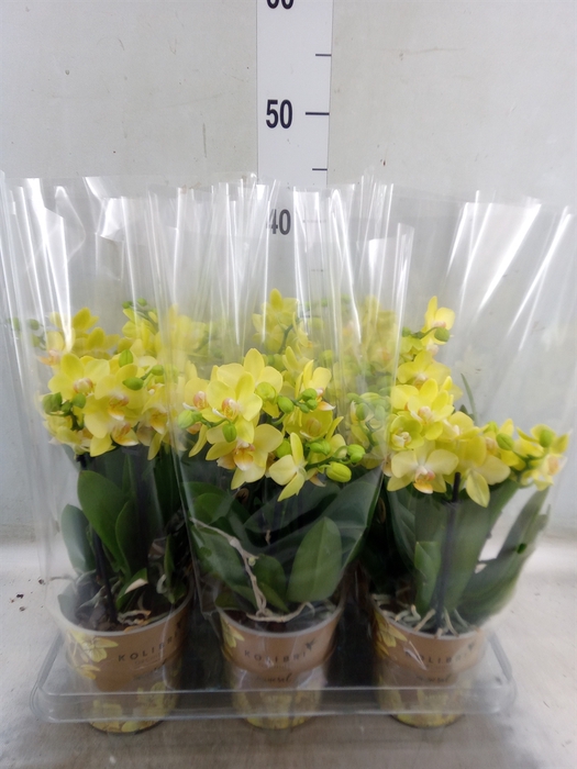 <h4>Phalaenopsis   ...mix</h4>